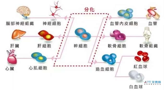 干细胞实验室布局怎么设计？